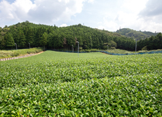 自然豊かな甲賀・土山の地から世界へ。