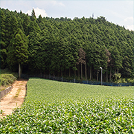 ニューリー・土山 フォトギャラリー